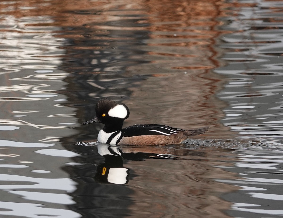 Hooded Merganser - ML425514741