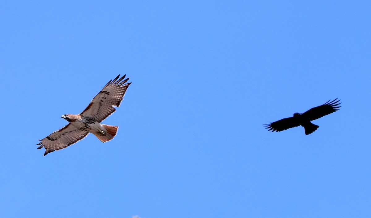 Red-tailed Hawk - ML425515951