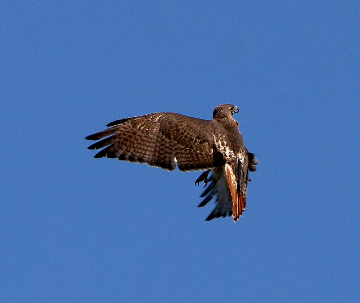 Red-tailed Hawk - ML425516271
