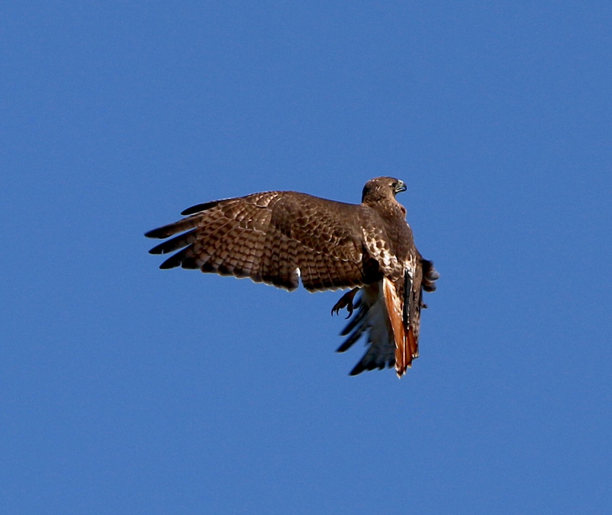 Red-tailed Hawk - Lori White