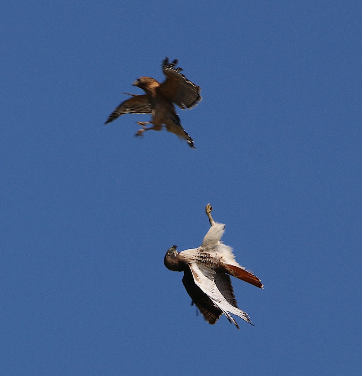 Red-tailed Hawk - ML425516401