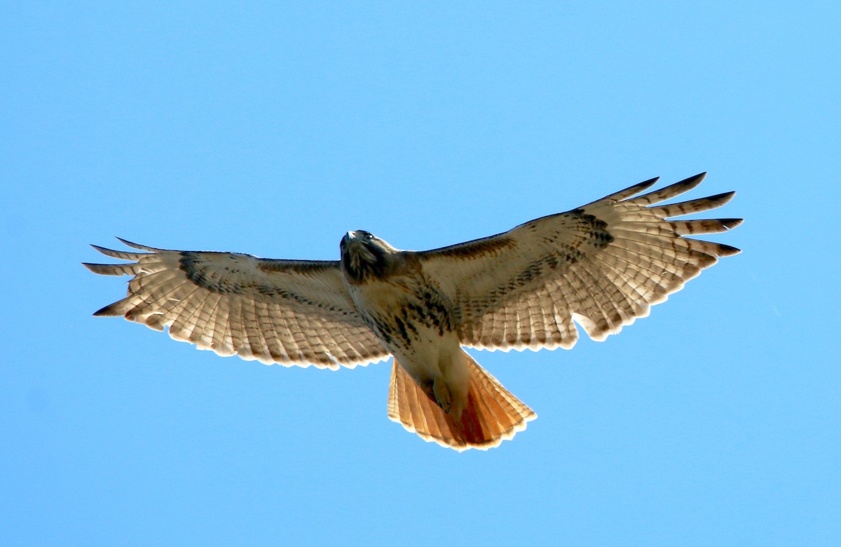 Red-tailed Hawk - ML425516951