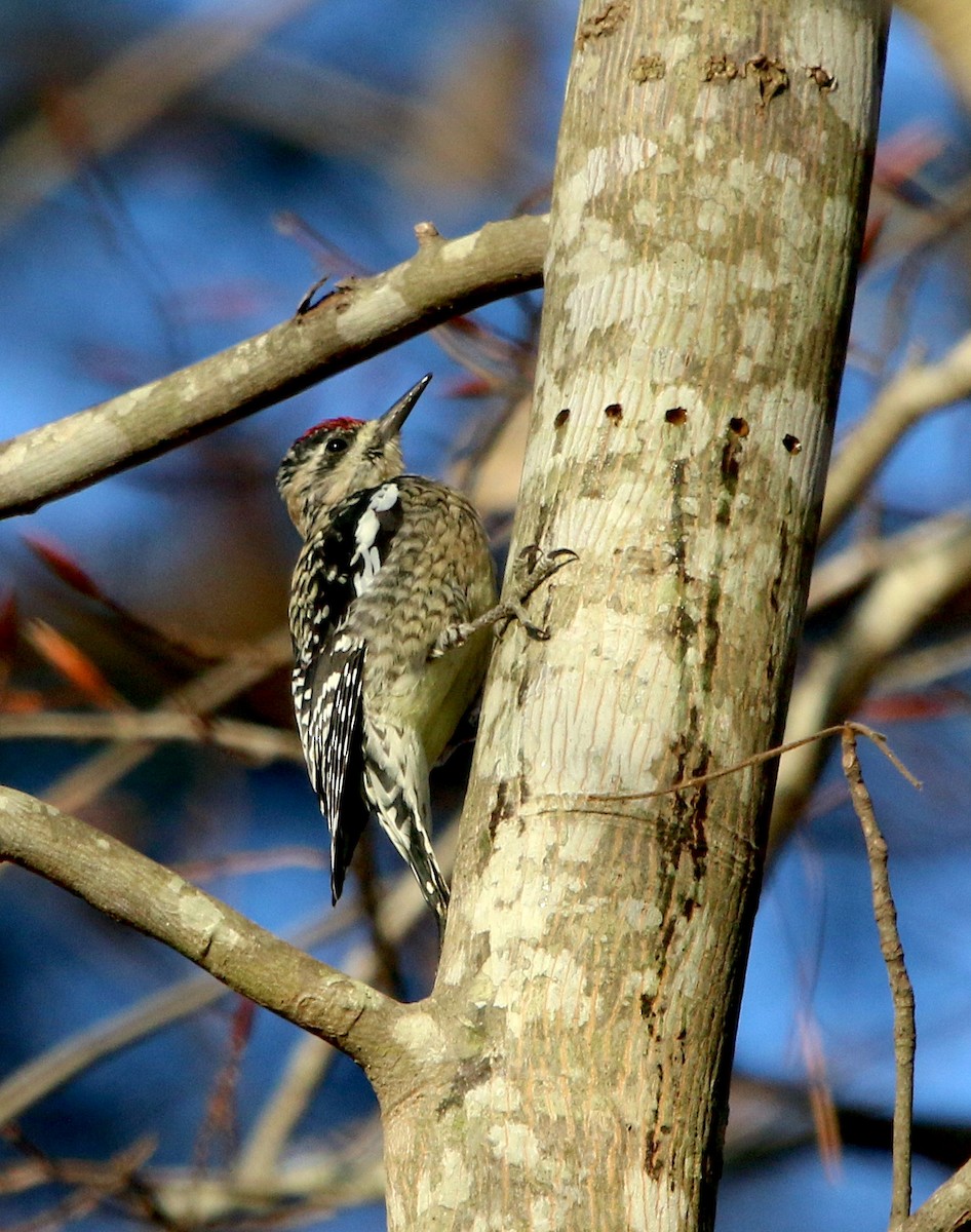 Yellow-bellied Sapsucker - ML425517091