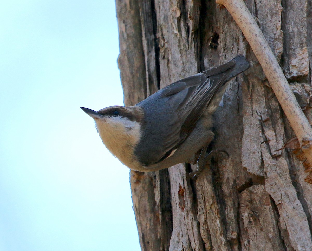 Brown-headed Nuthatch - ML425517911
