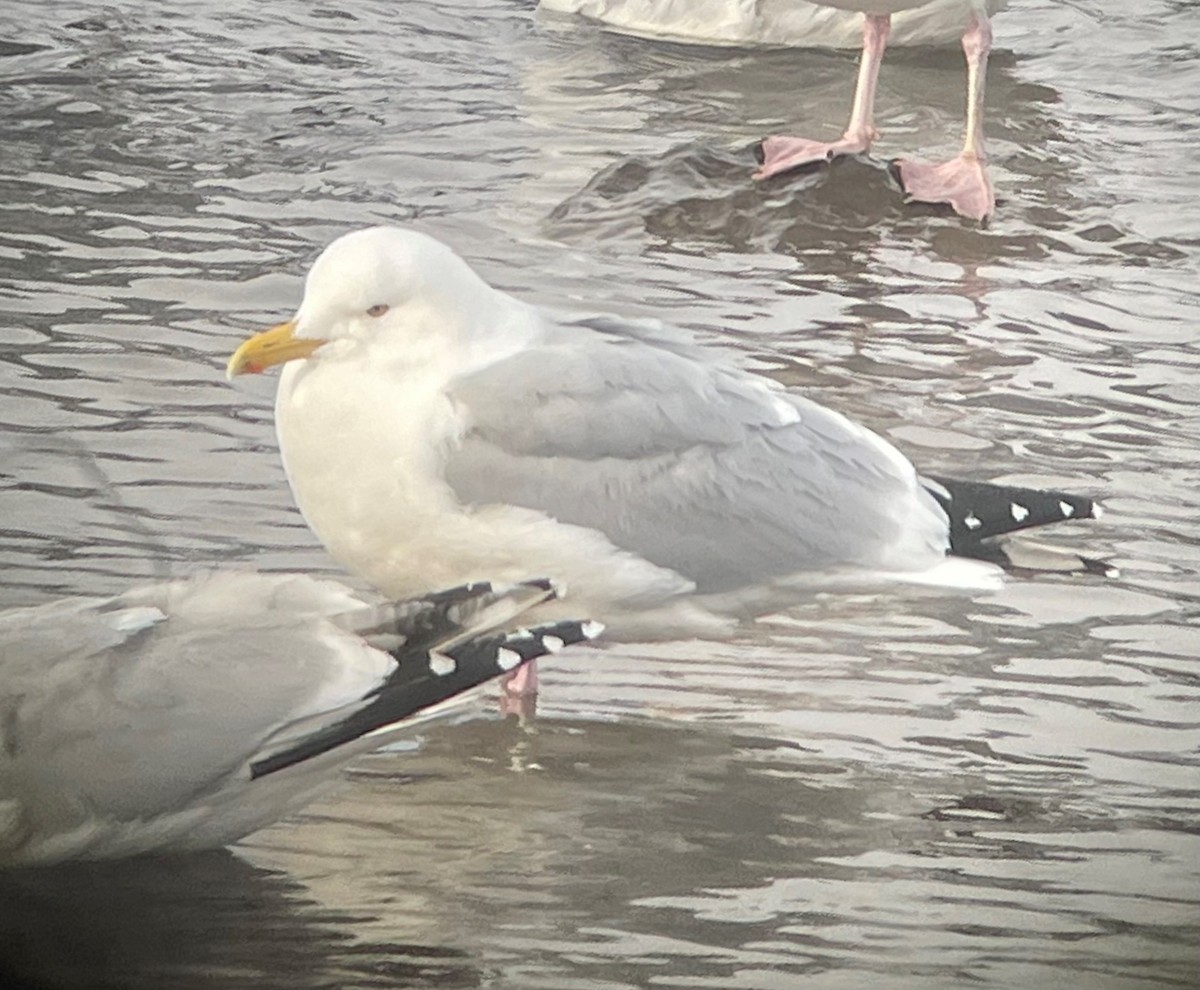 Herring Gull - ML425519481