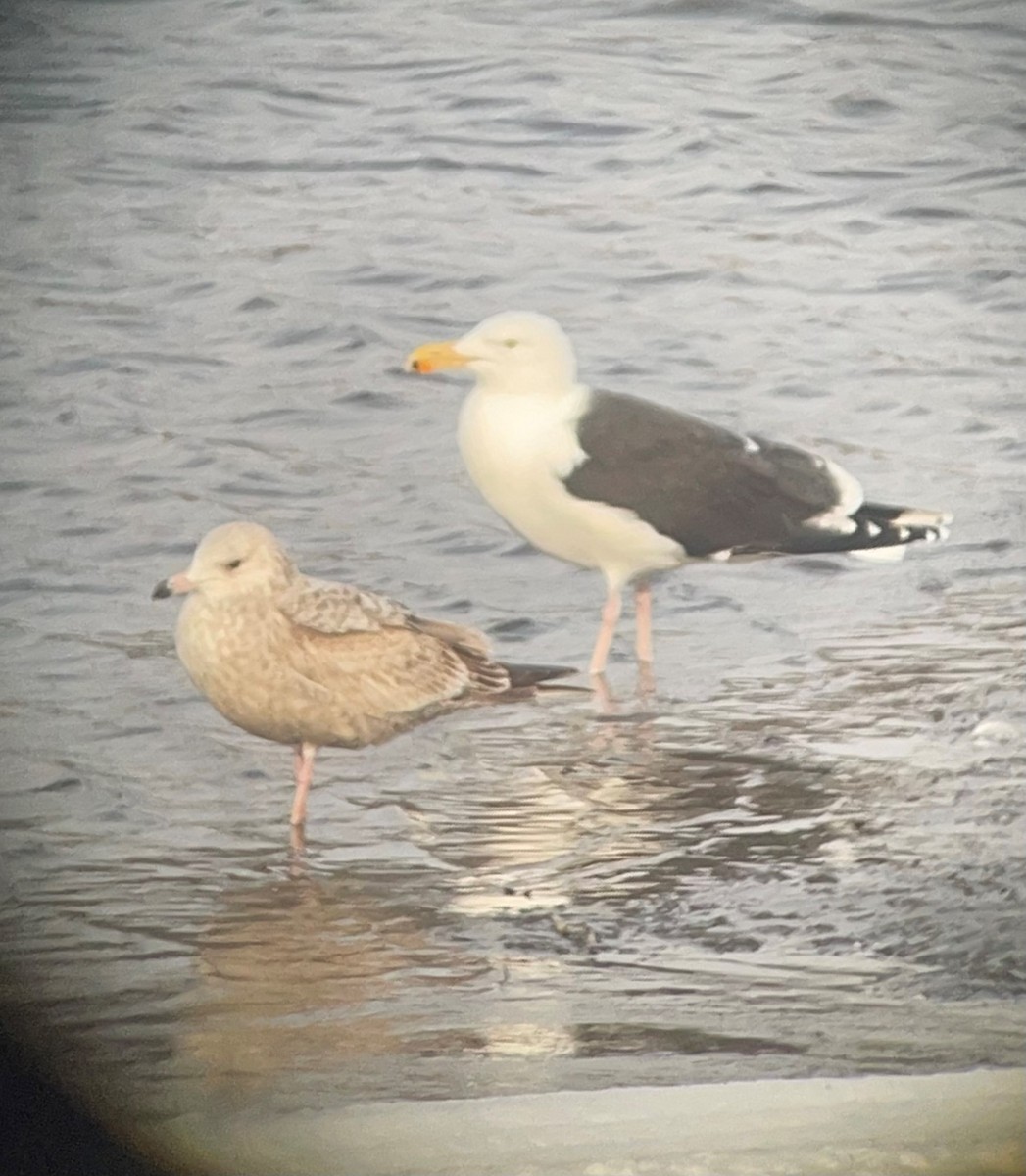 Great Black-backed Gull - ML425519541