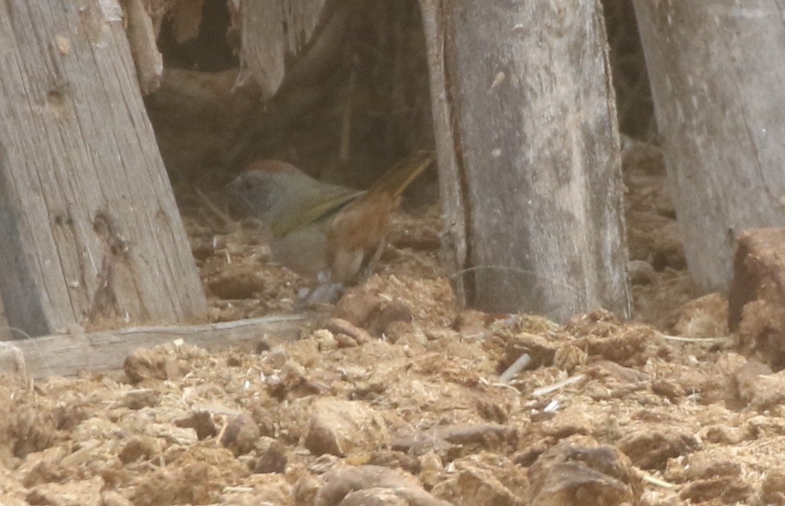 Green-tailed Towhee - ML425520801