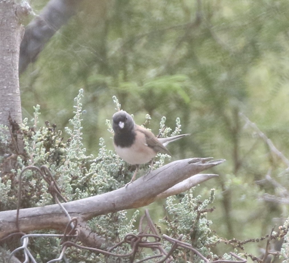 Dark-eyed Junco (Oregon) - ML425520901