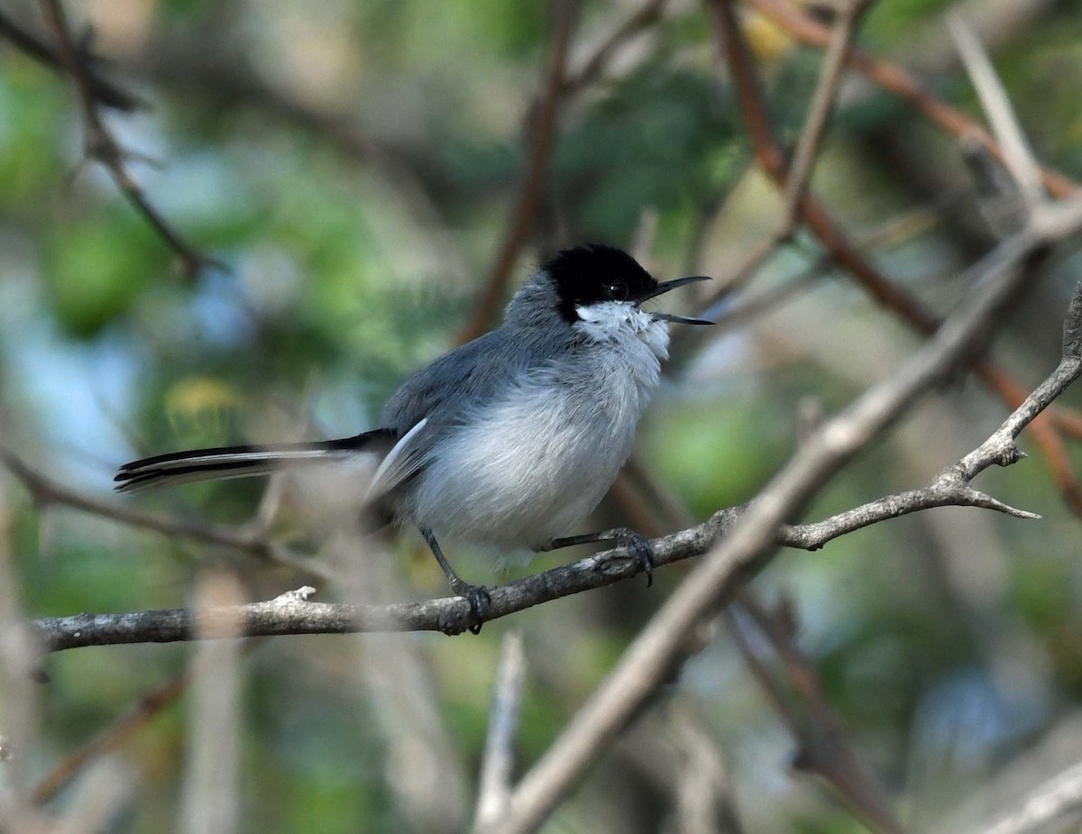 White-lored Gnatcatcher - Sharon Lynn