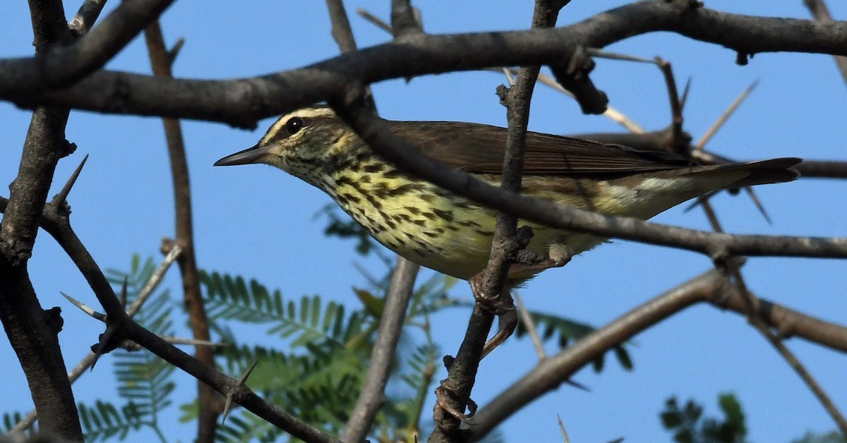 Northern Waterthrush - ML425521671