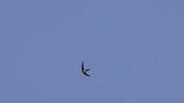 Alpine Swift - ML425523061