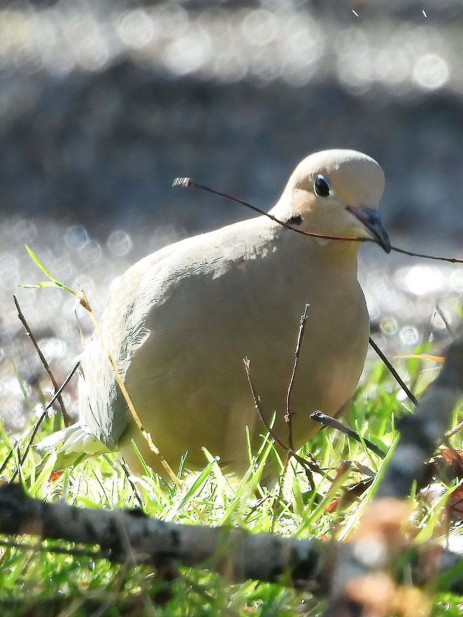 Mourning Dove - ML425523301