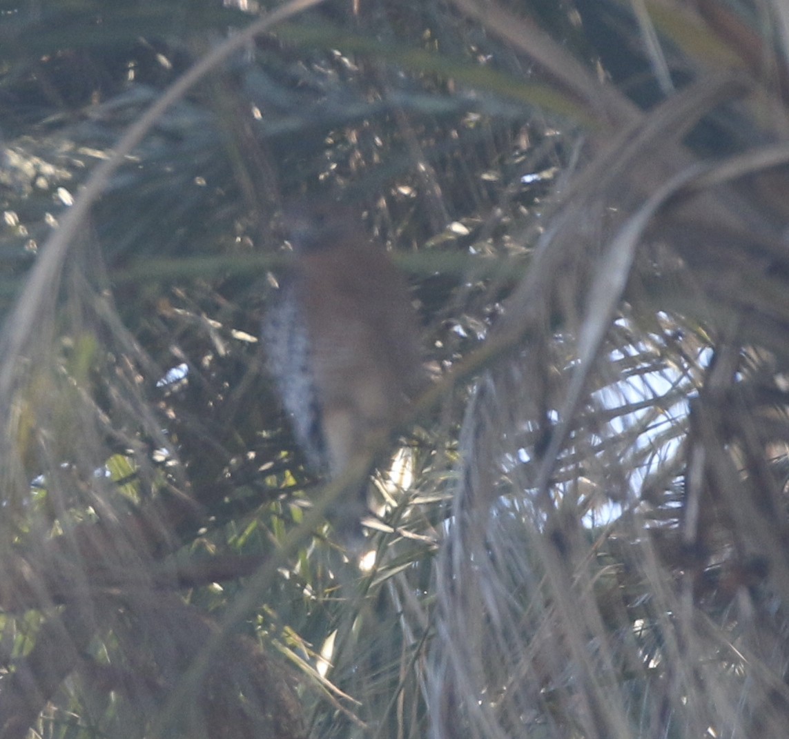 Red-shouldered Hawk - ML425523781