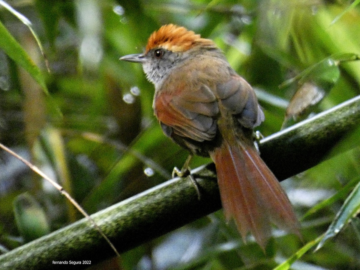 Rufous-capped Spinetail - ML425523851