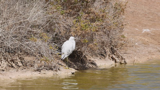 Western Reef-Heron (Eastern) - ML425524001