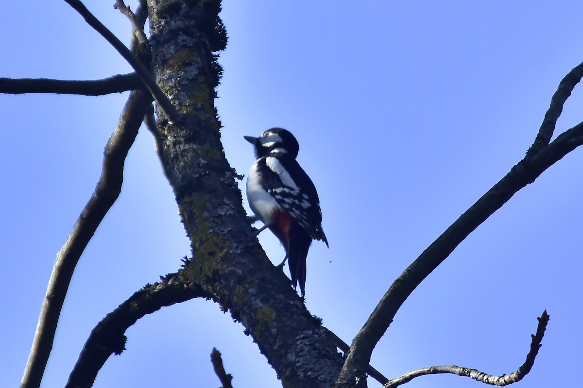 Great Spotted Woodpecker - Ina Subbotina
