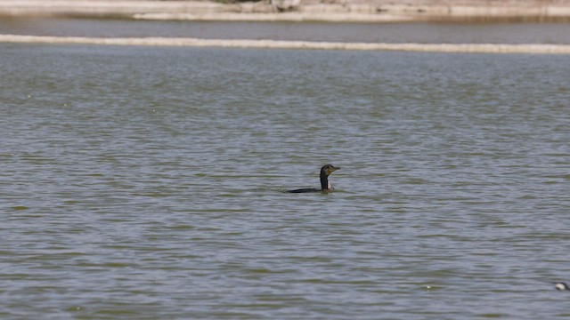 Great Cormorant (Eurasian) - ML425525681