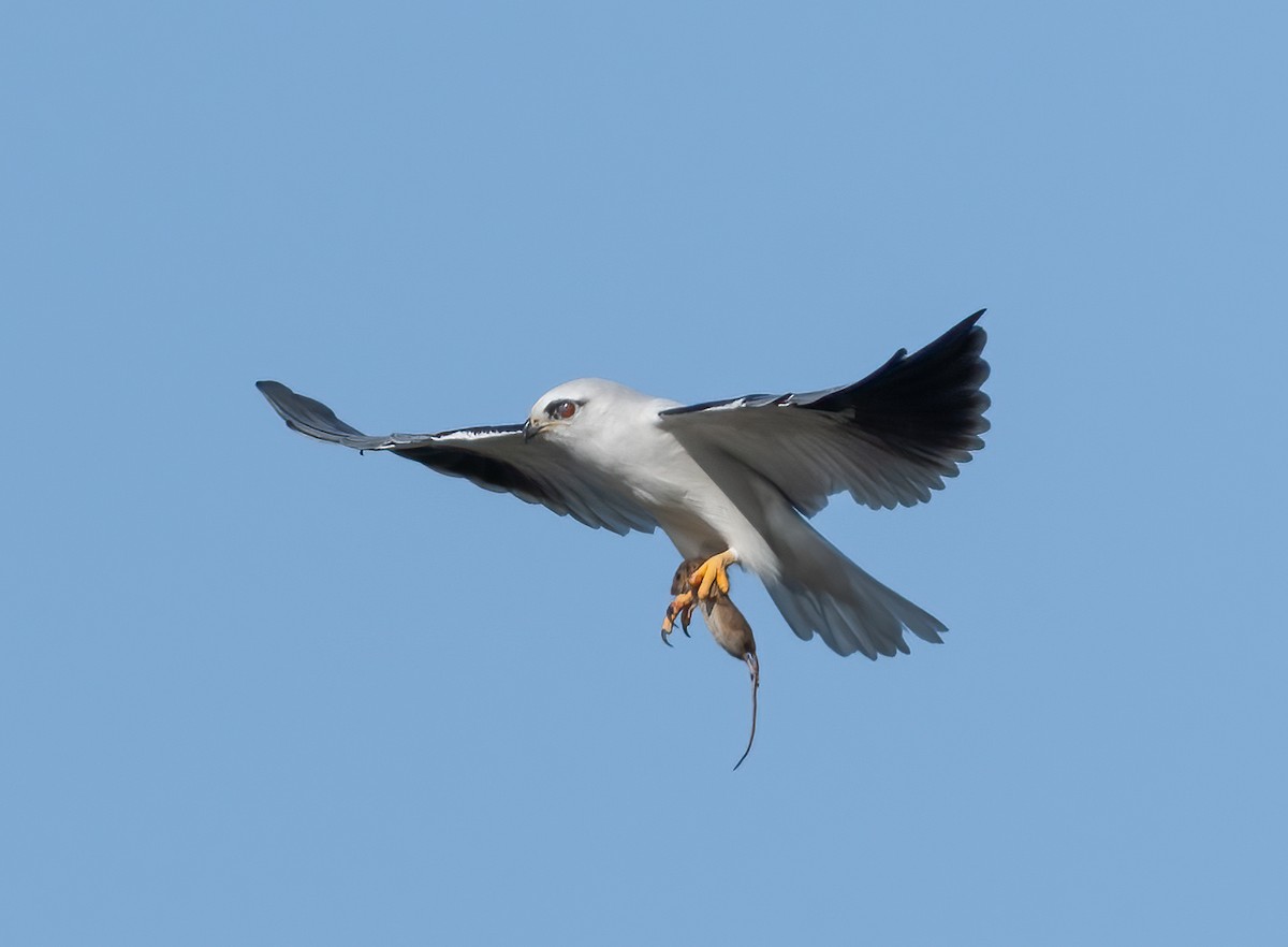 Black-shouldered Kite - Roy Burgess