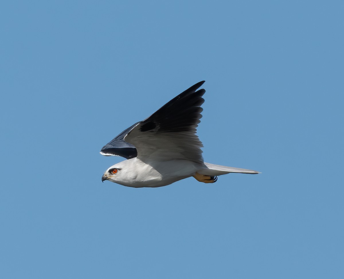 Black-shouldered Kite - Roy Burgess