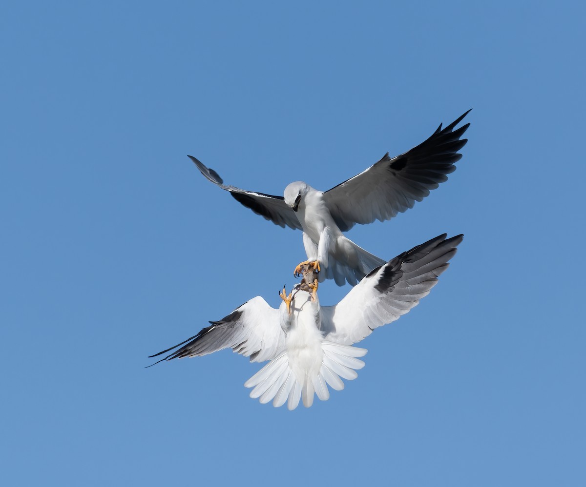 Black-shouldered Kite - Roy Burgess