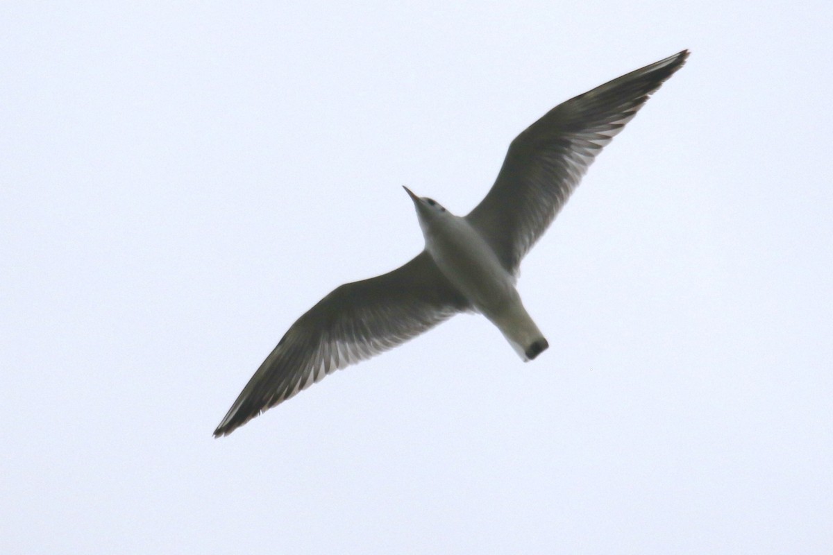 Black-headed Gull - ML425526211