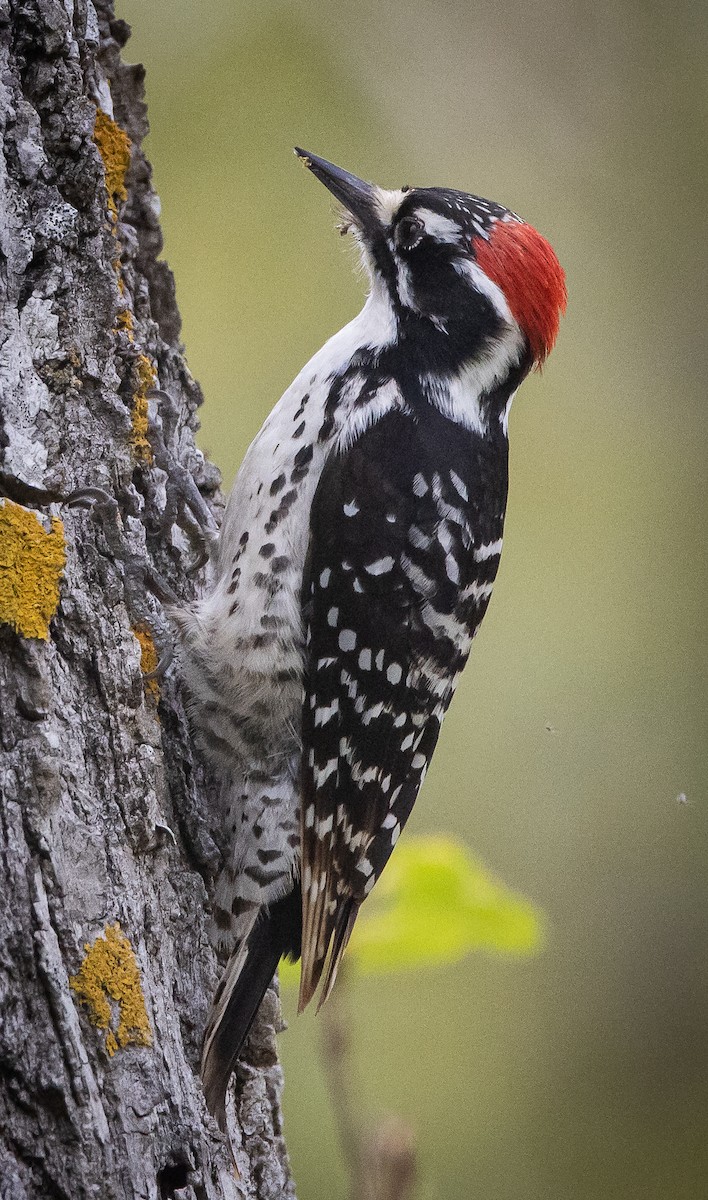 Nuttall's Woodpecker - ML425526281