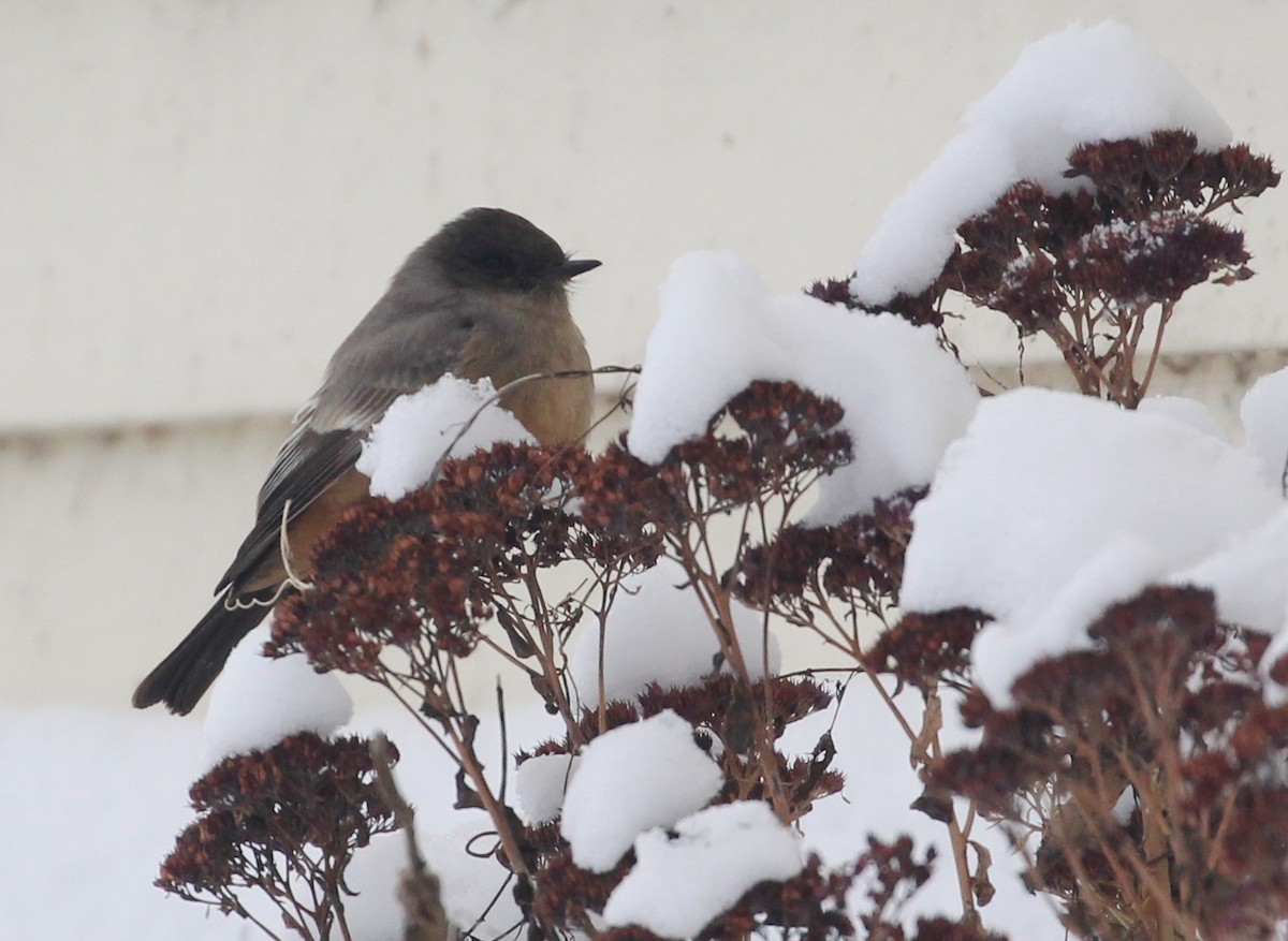 Say's Phoebe - ML42552641