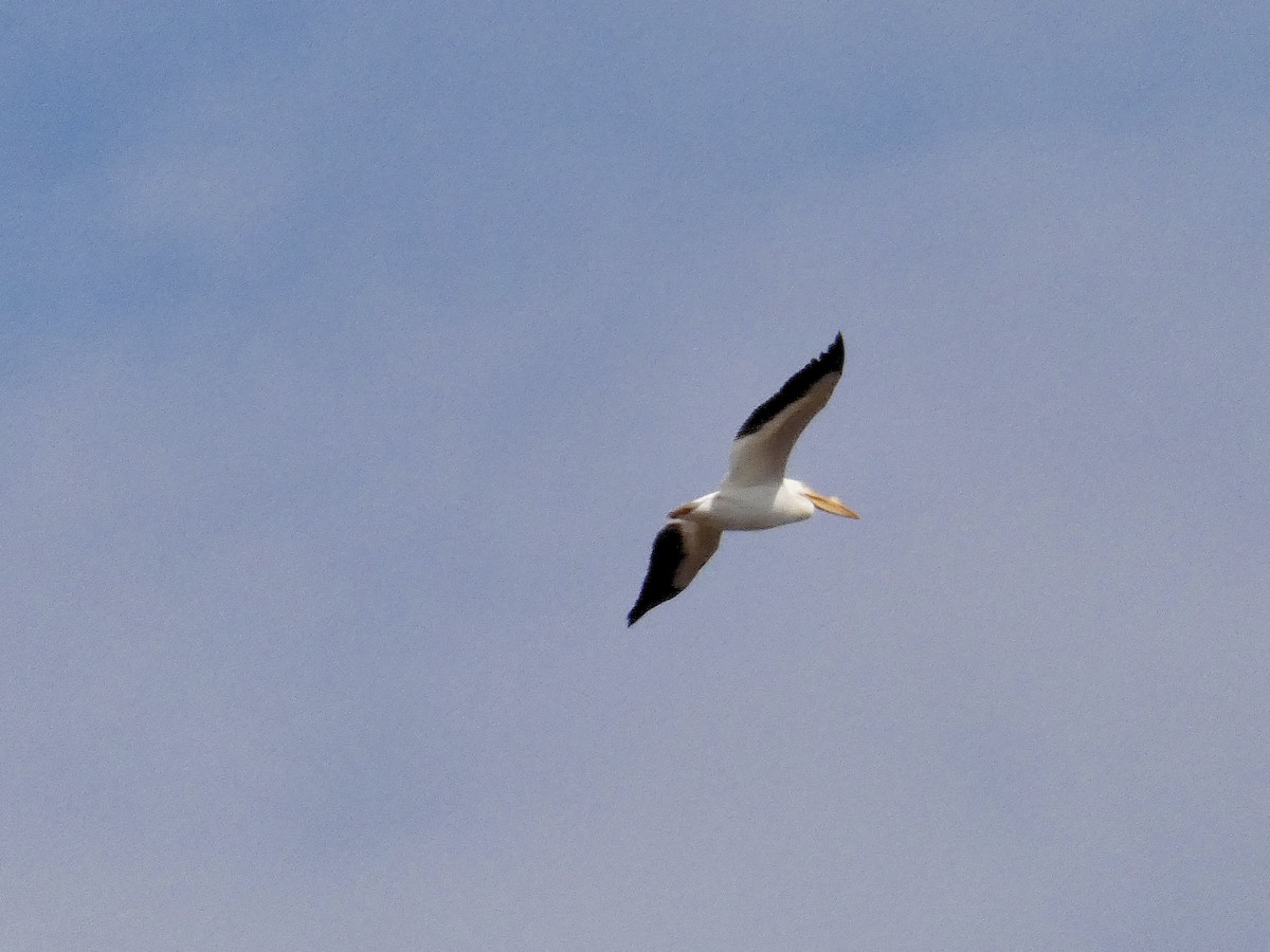 American White Pelican - John Landon