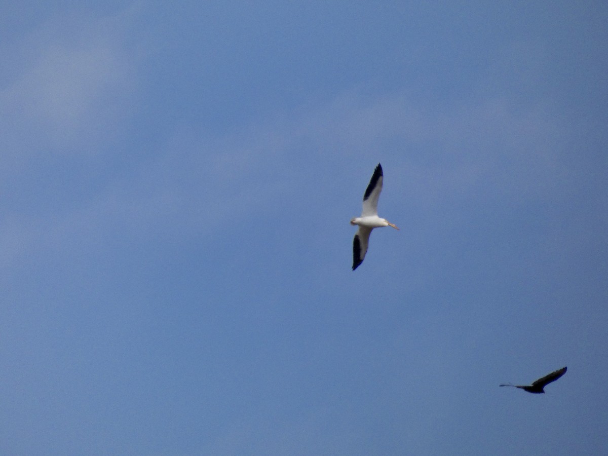 American White Pelican - ML425528201