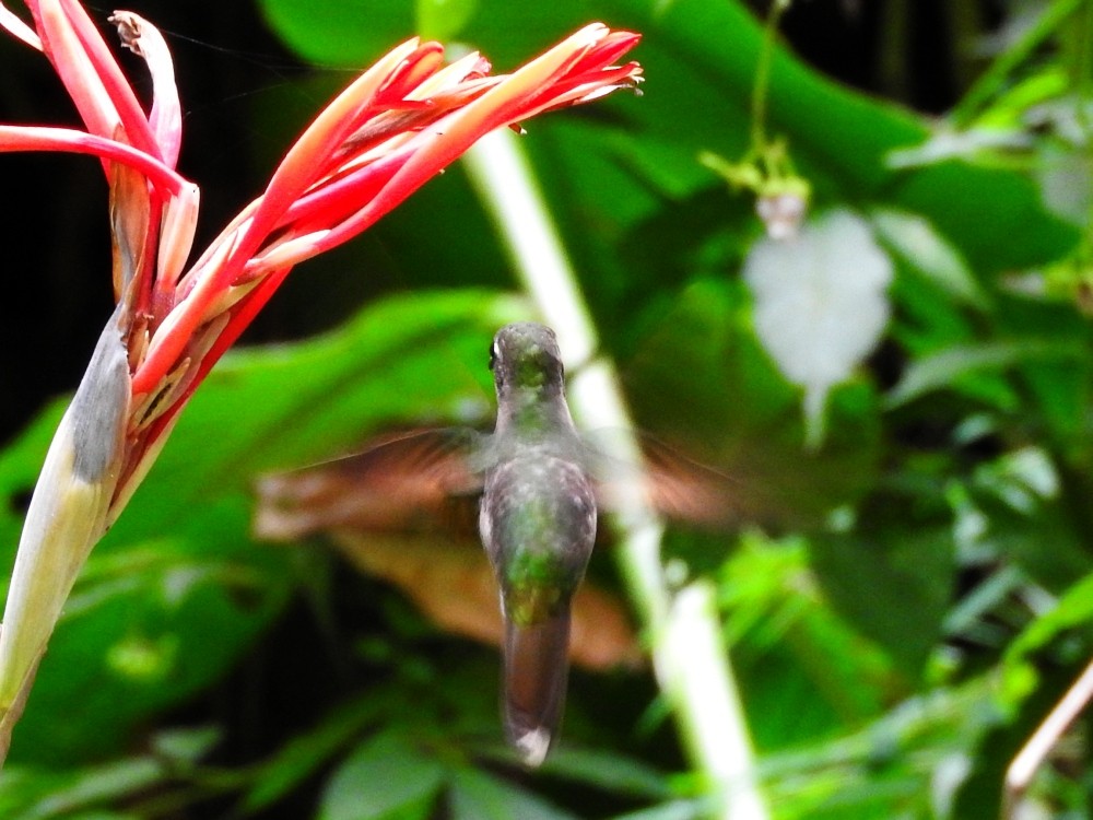 Violet-chested Hummingbird - ML425528431