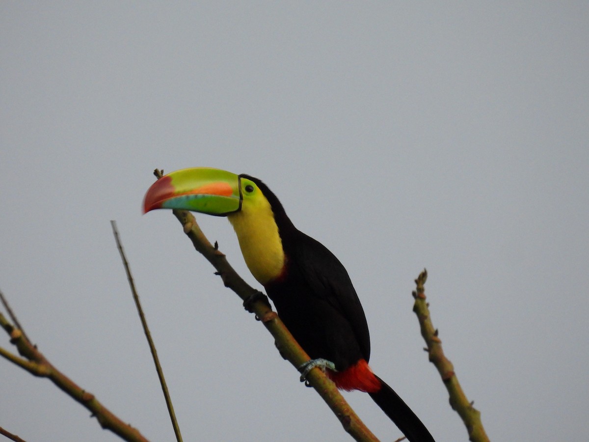 Toucan à carène - ML425529751