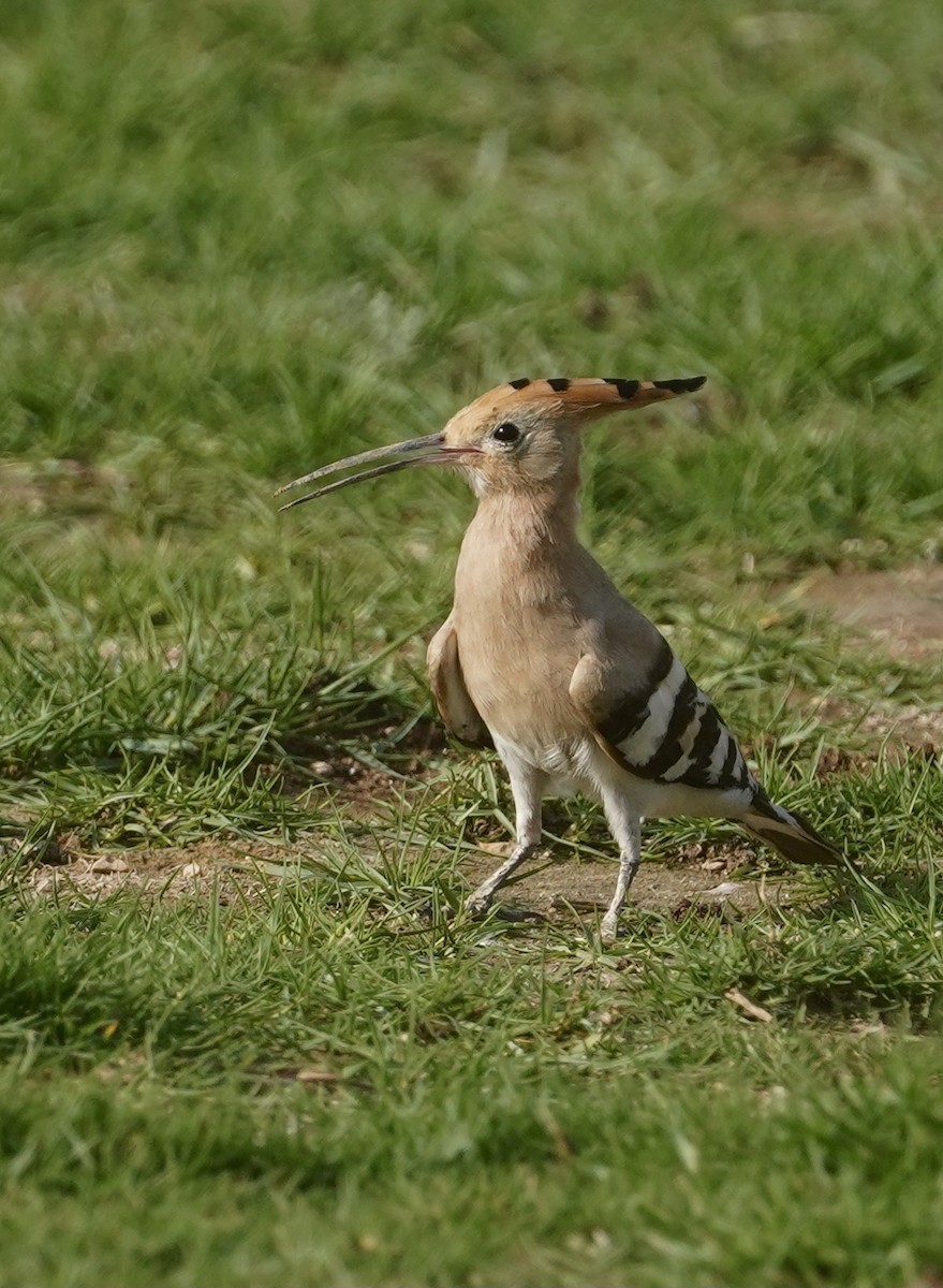 Eurasian Hoopoe (Eurasian) - Daniel Winzeler