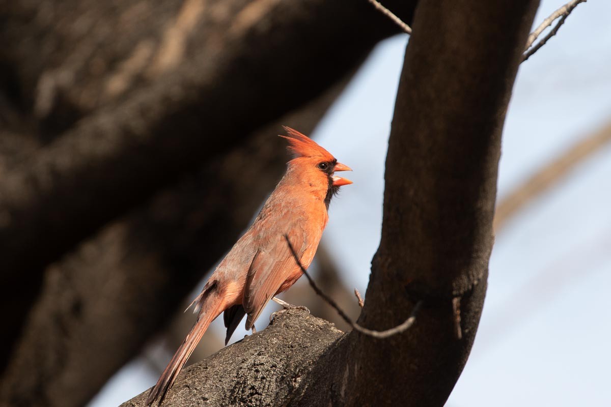Northern Cardinal - ML425529851