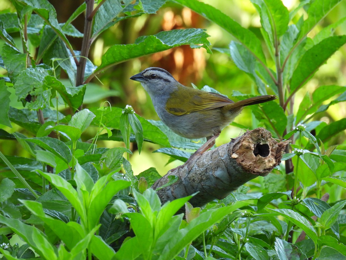 Black-striped Sparrow - ML425529891