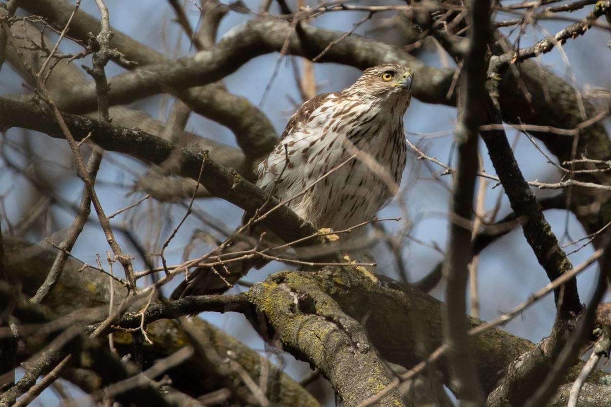 Cooper's Hawk - ML425530071