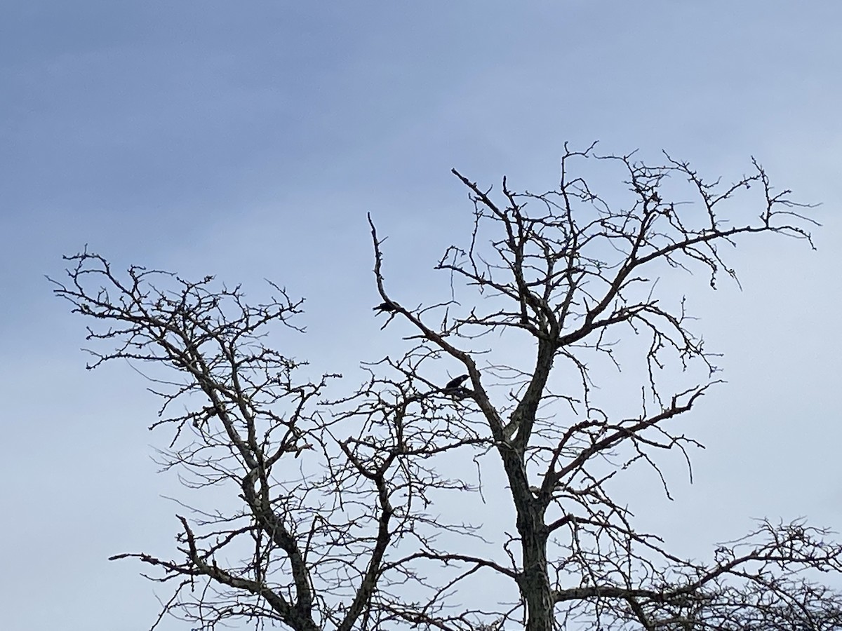 Fish Crow - ML425531621