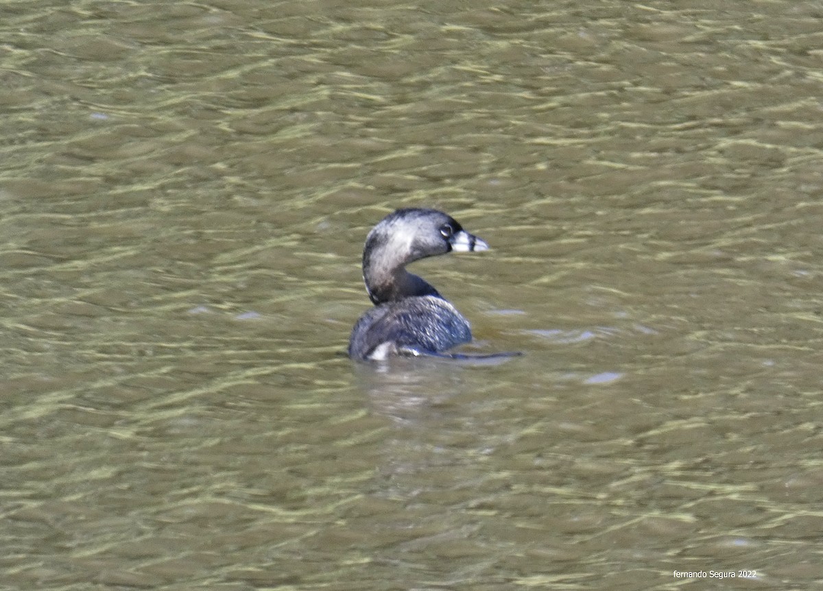 Pied-billed Grebe - ML425532061