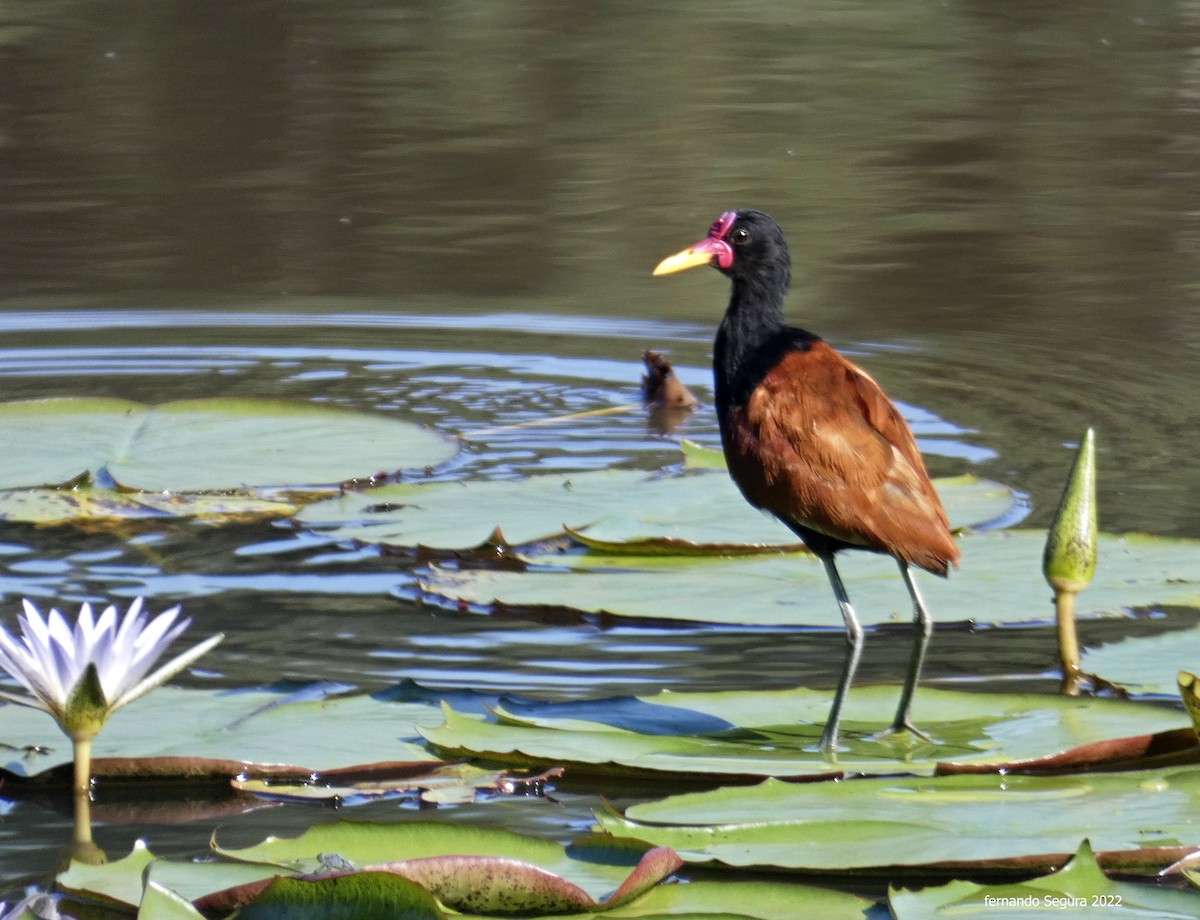 Wattled Jacana - fernando segura