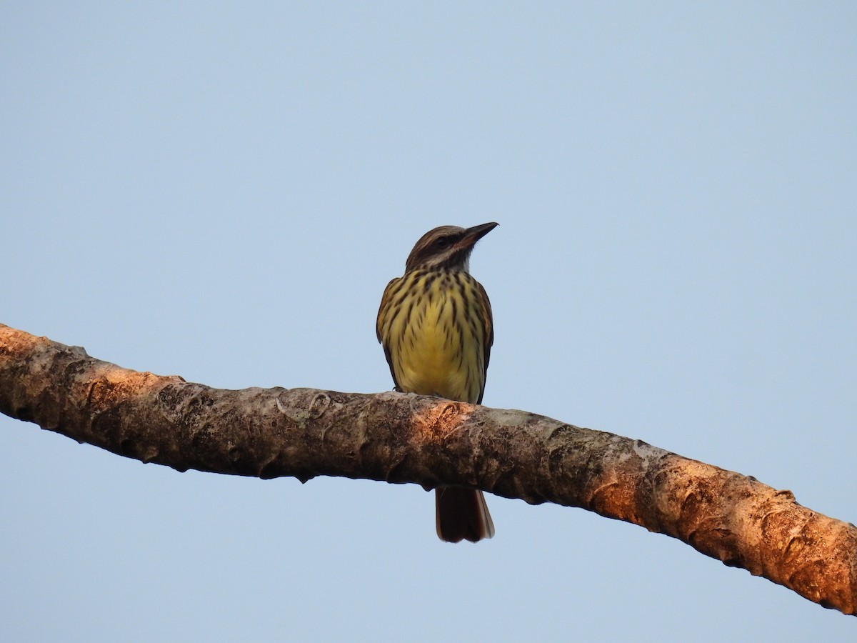 Piratic Flycatcher - ML425532571