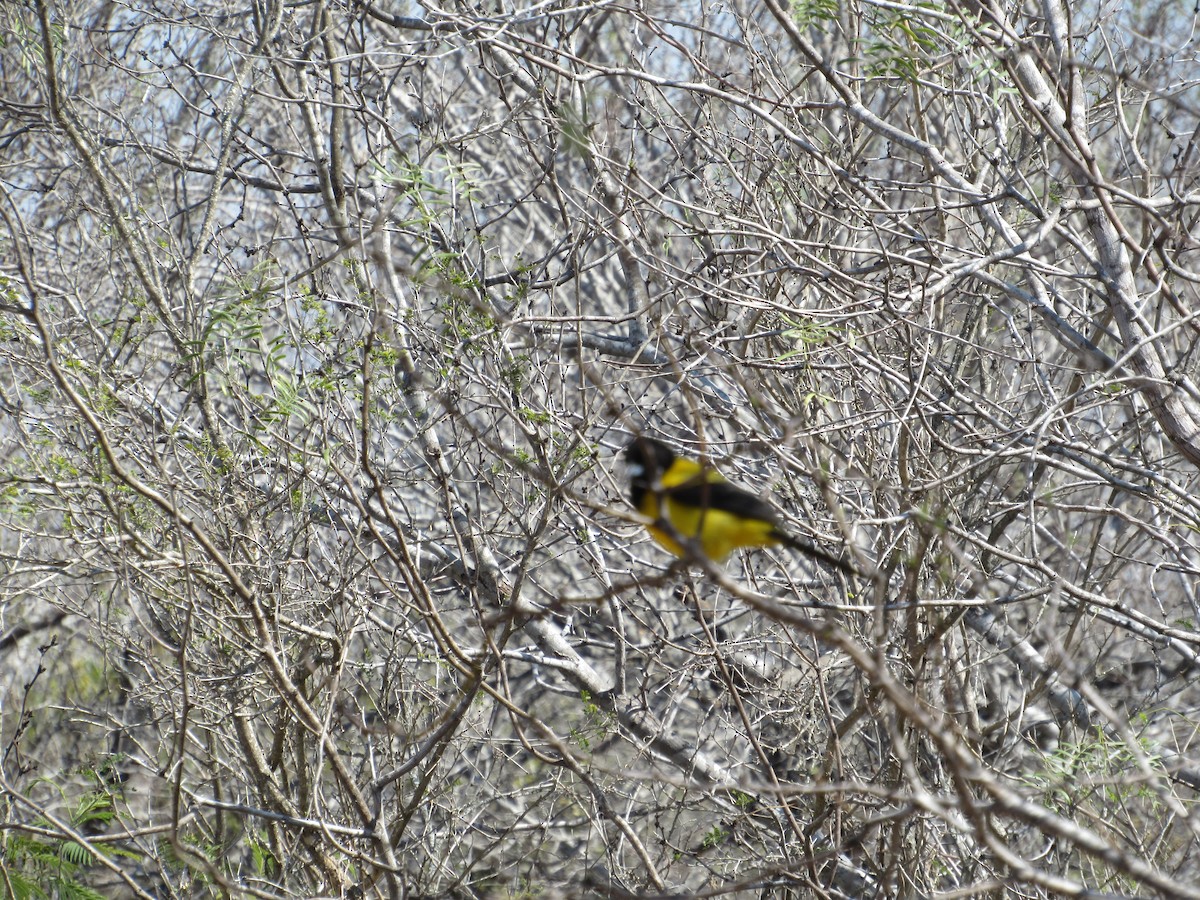Audubon's Oriole (Audubon's) - ML425534561