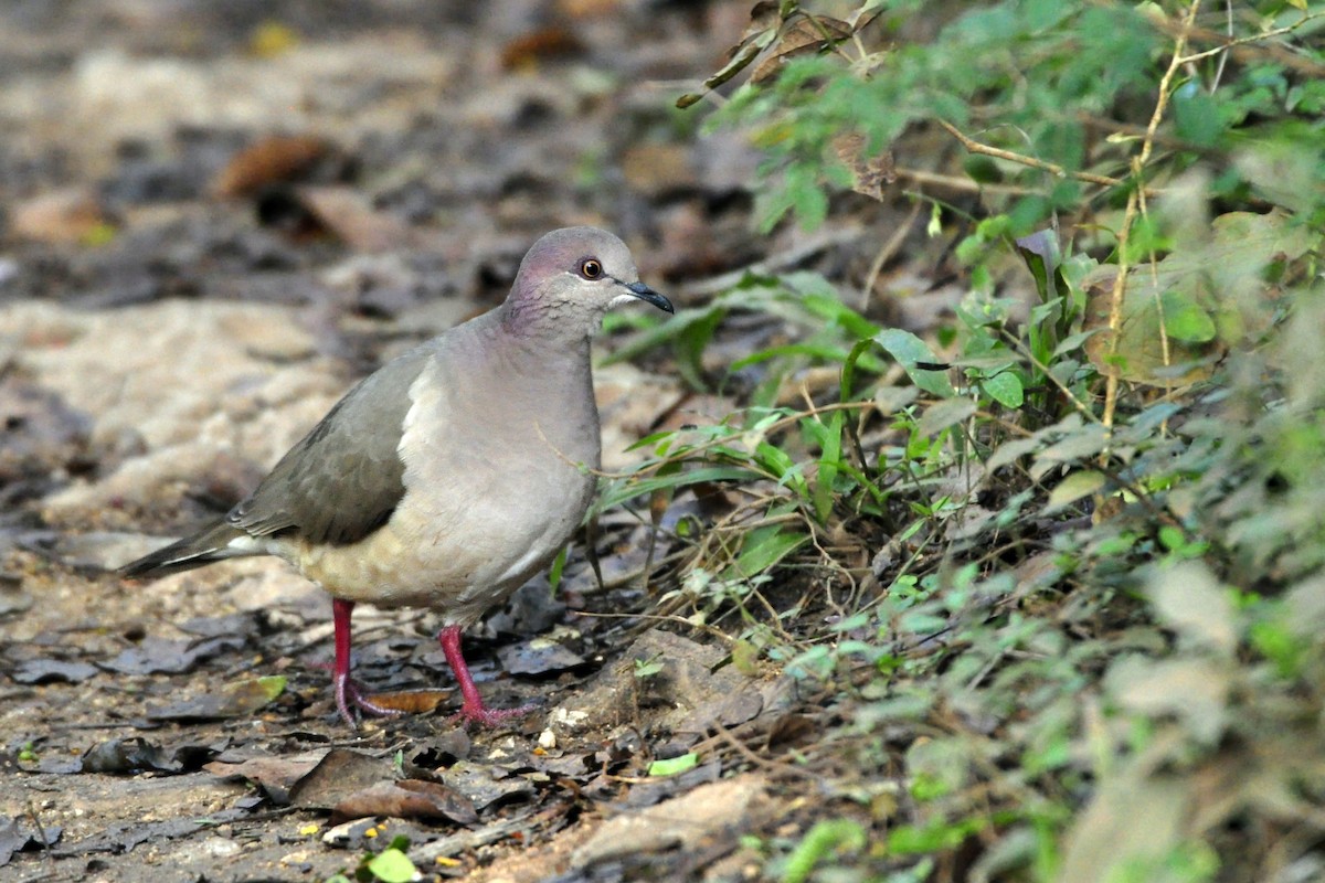 White-tipped Dove (White-tipped) - ML425534701