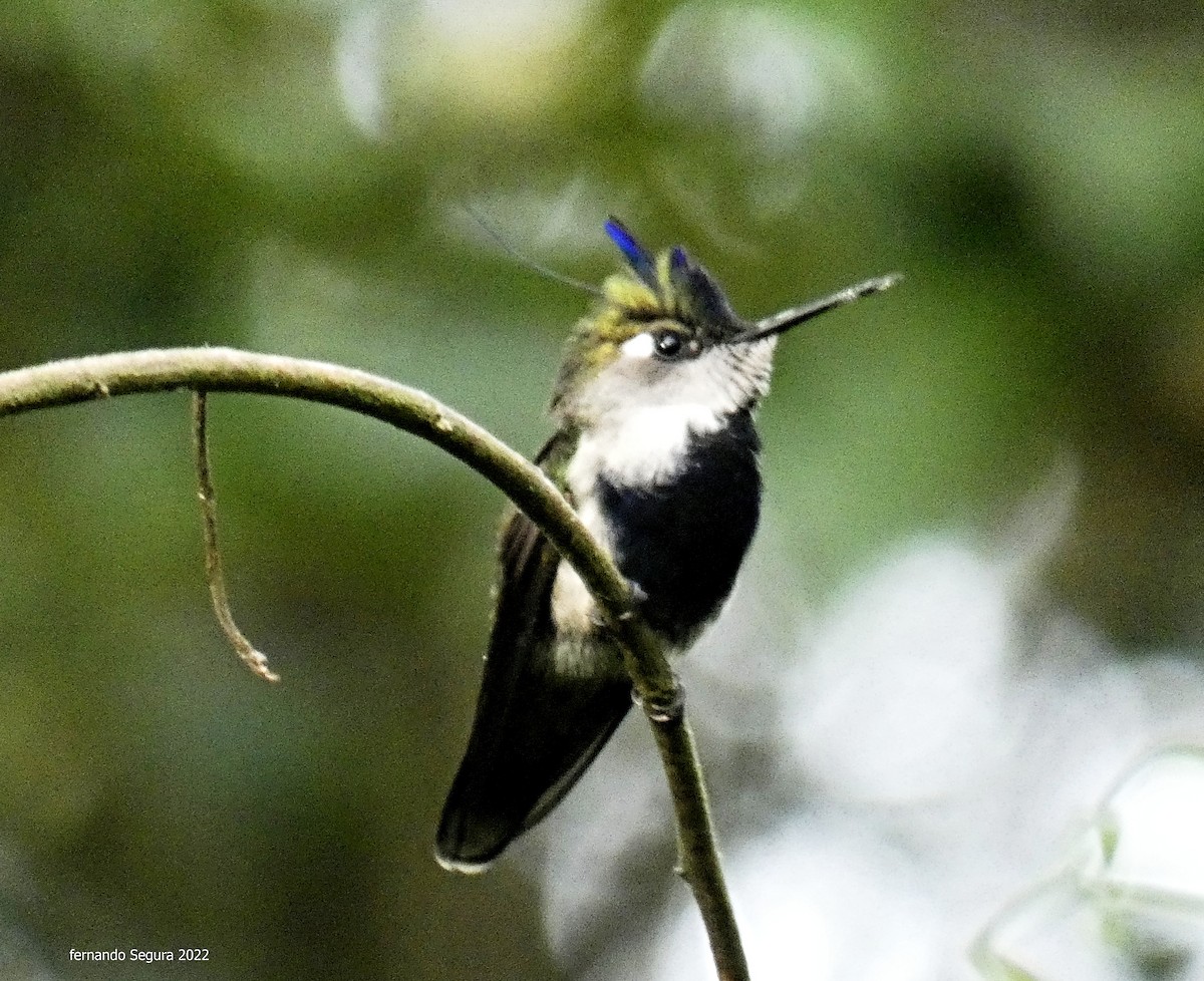 kolibřík paraguayský - ML425534781