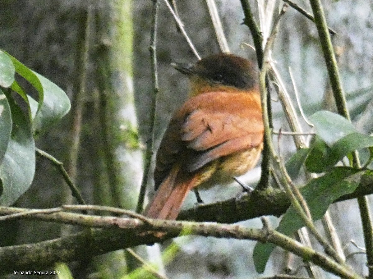 Chestnut-crowned Becard - ML425534861