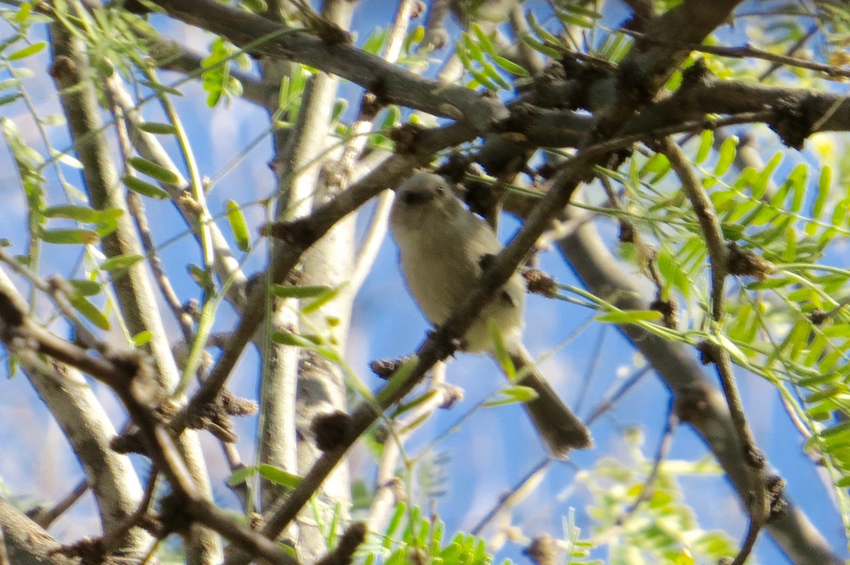 Bushtit - ML42553681