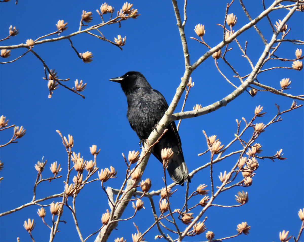 Fish Crow - ML425536841