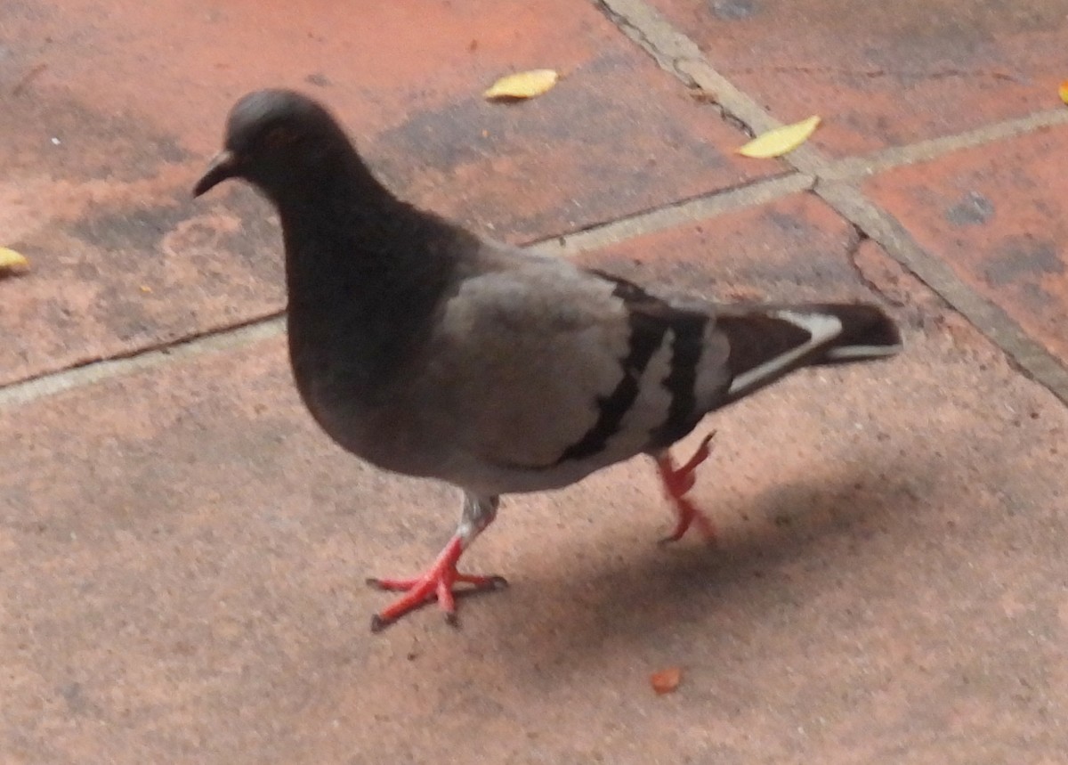 Rock Pigeon (Feral Pigeon) - ML425537051