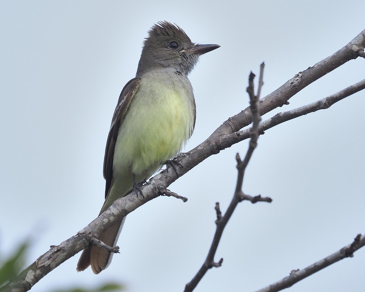 Great Crested Flycatcher - ML425538211