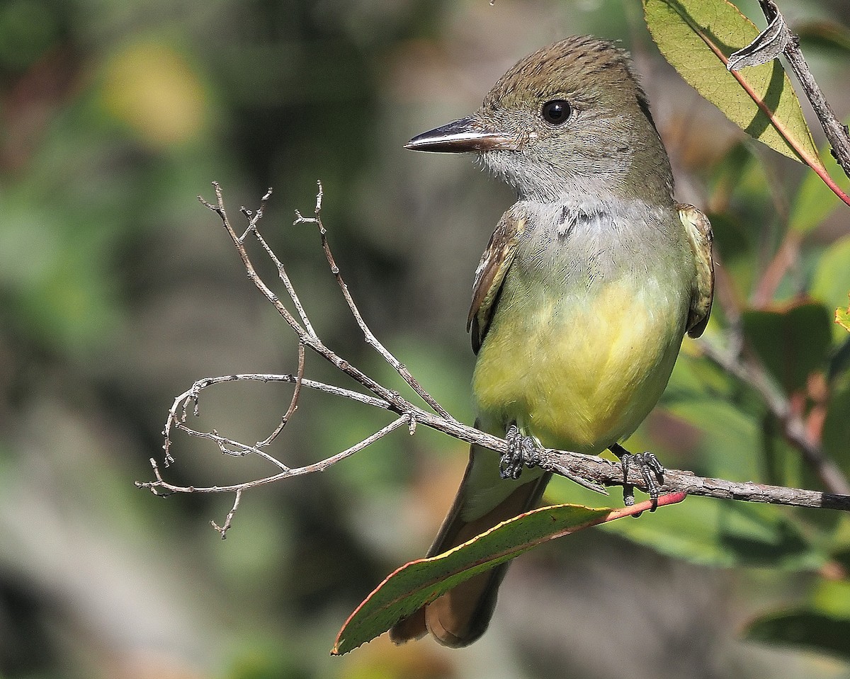 Great Crested Flycatcher - ML425538221