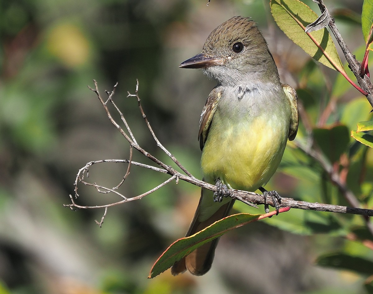 Great Crested Flycatcher - ML425538231