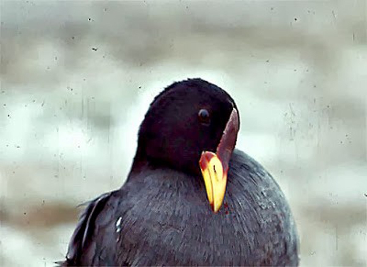 Red-fronted Coot - ML425539231